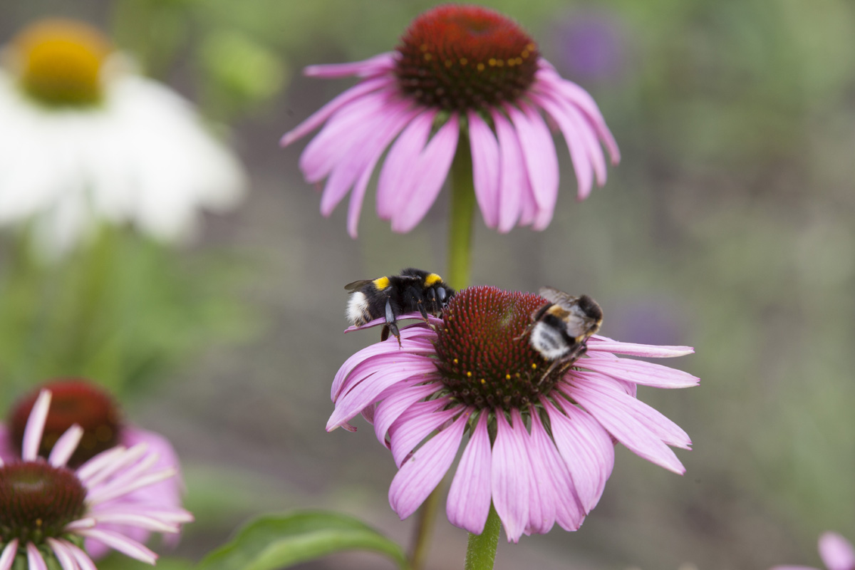 Duurzame Bloemisten, deskundigheid in biologische bloemen