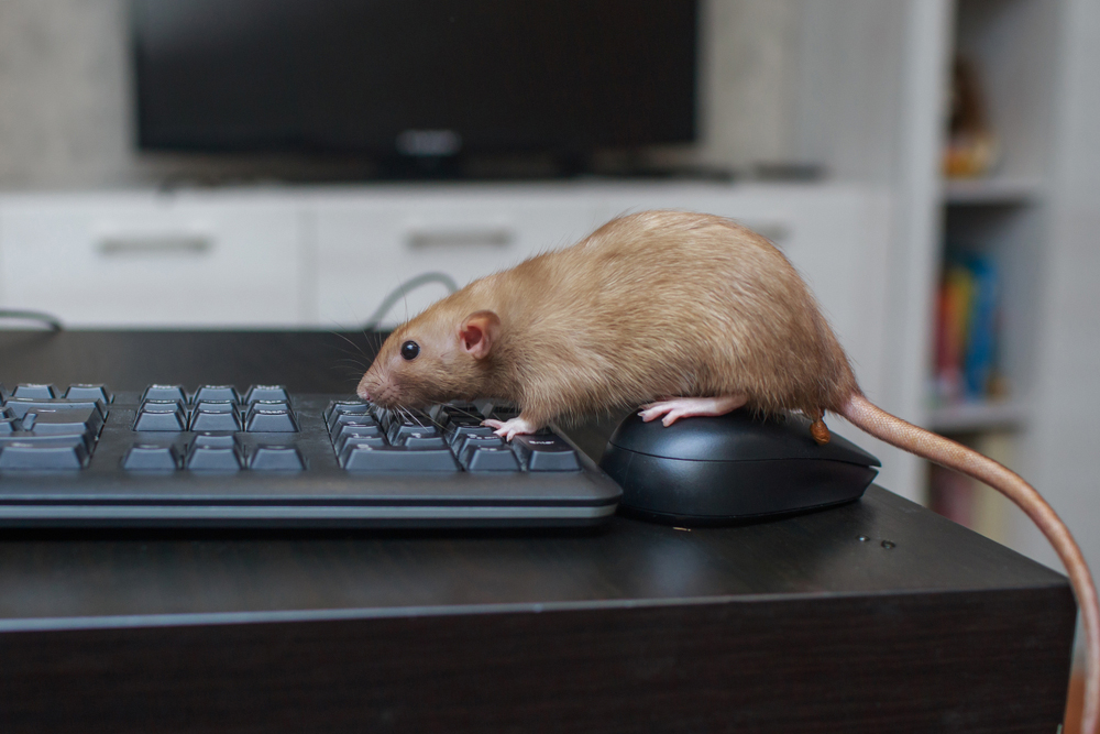 Overlast in alle sectoren, op alle momenten, in iedere vorm