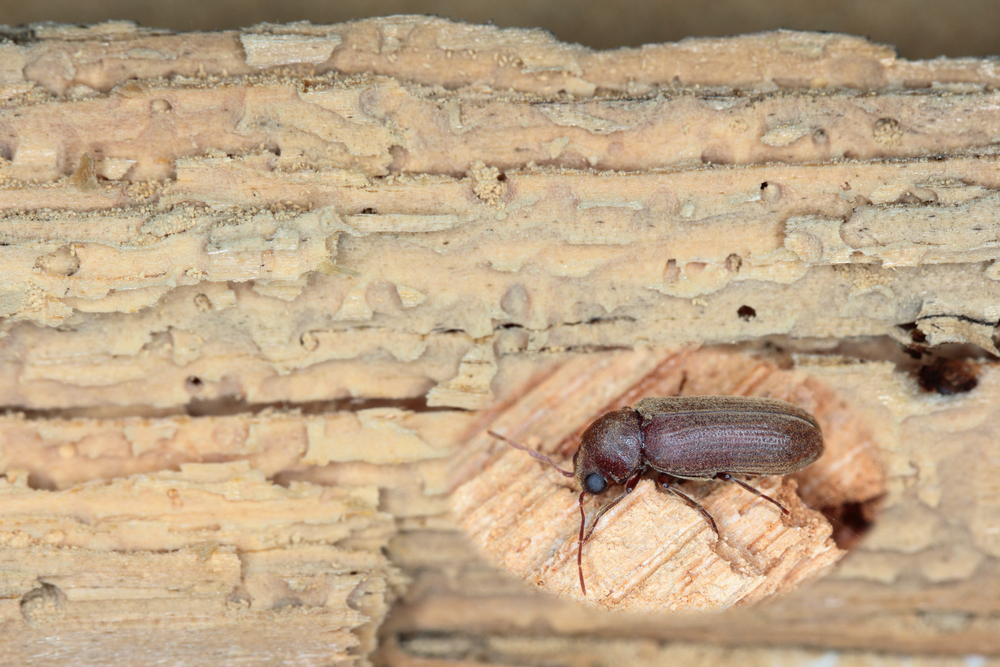 Bestrijding houtworm in houtconstructies of monumentaal erfgoed