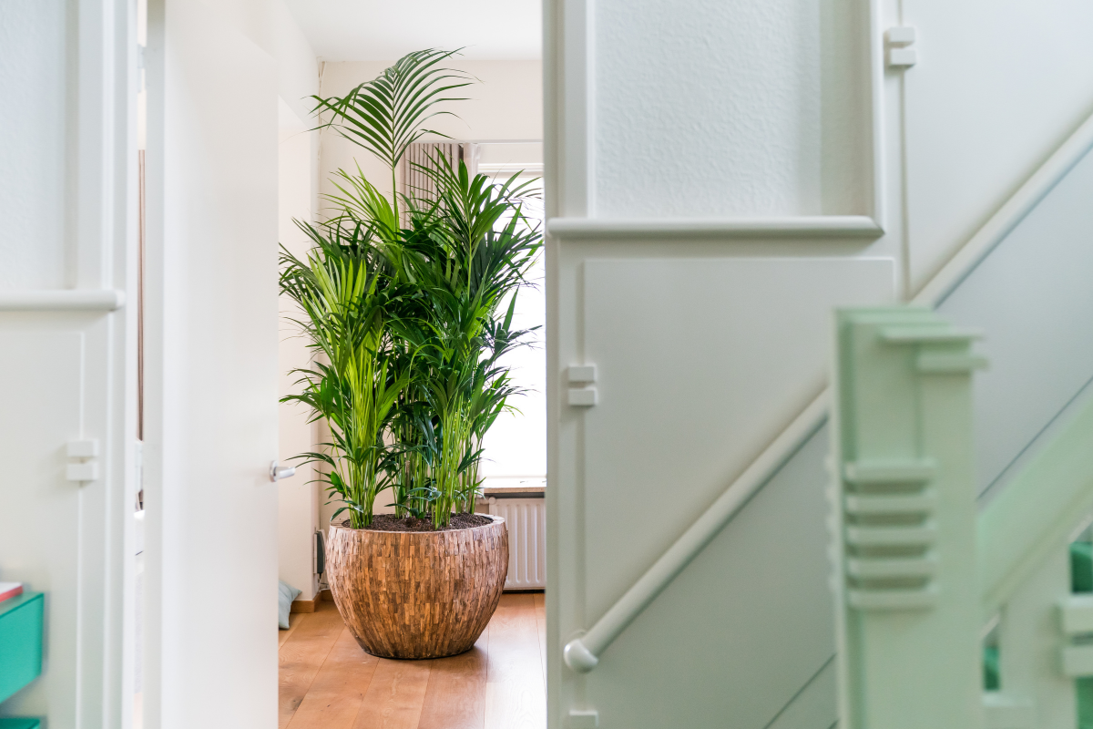 Waarom ook planten op de thuiswerkplek?